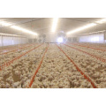 Cheap Price Customized automatic broilers drinking and feeding system